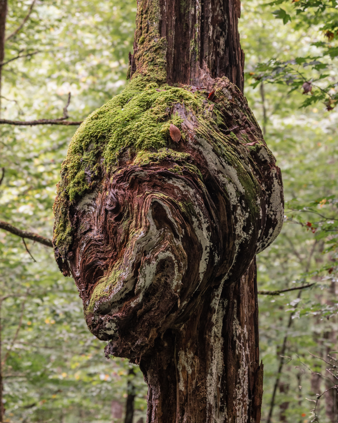 picture alternative text