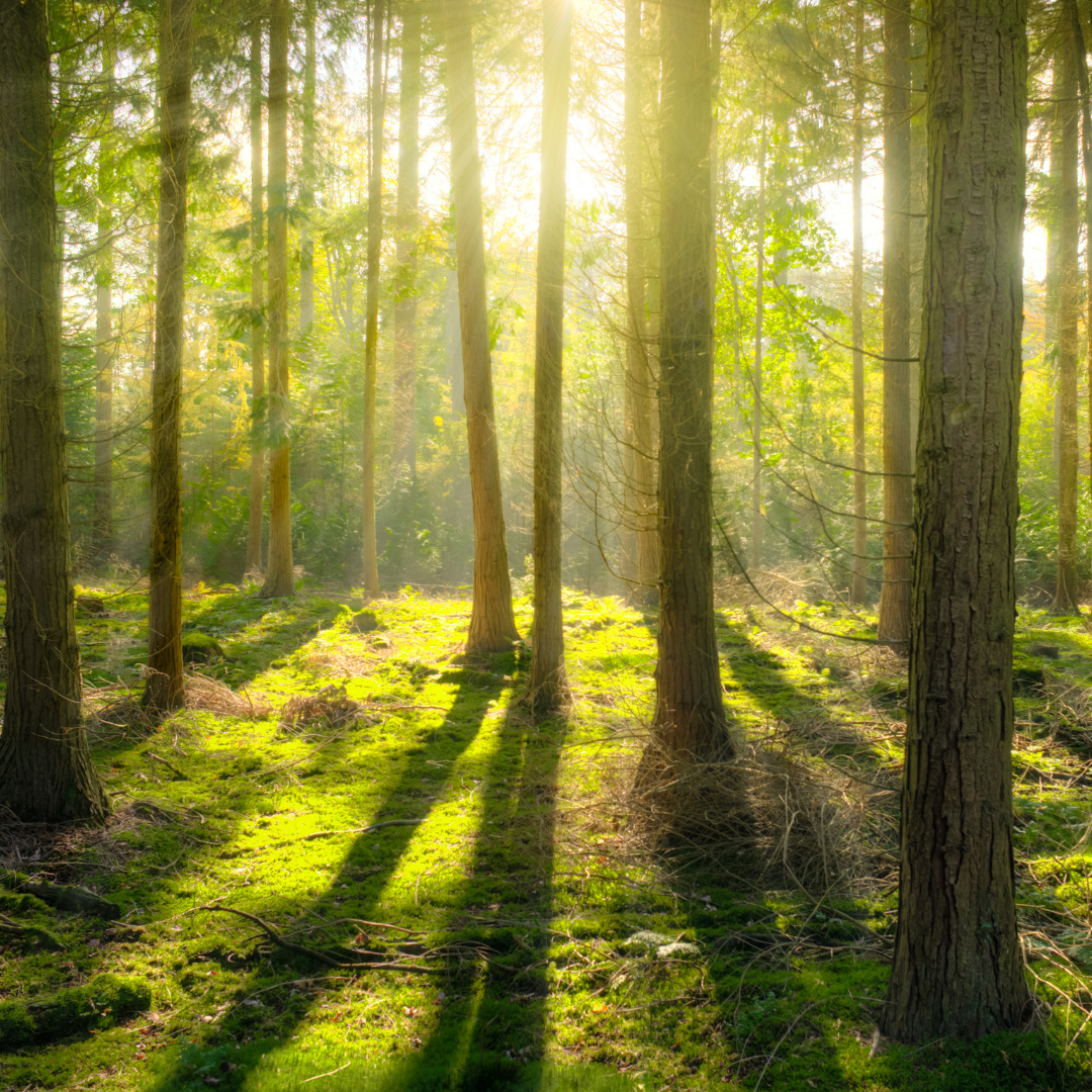 picture alternative text