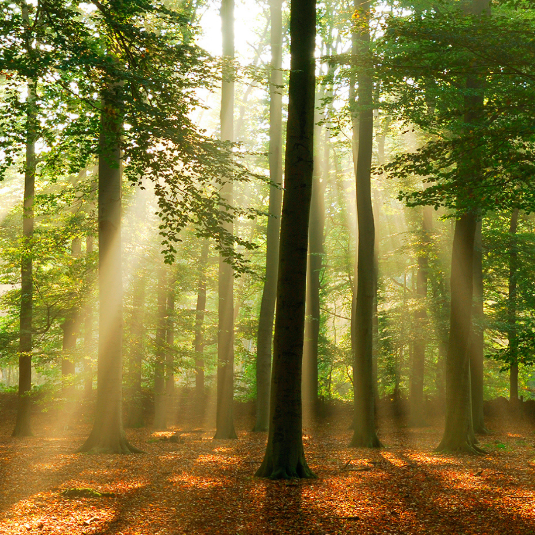 picture alternative text