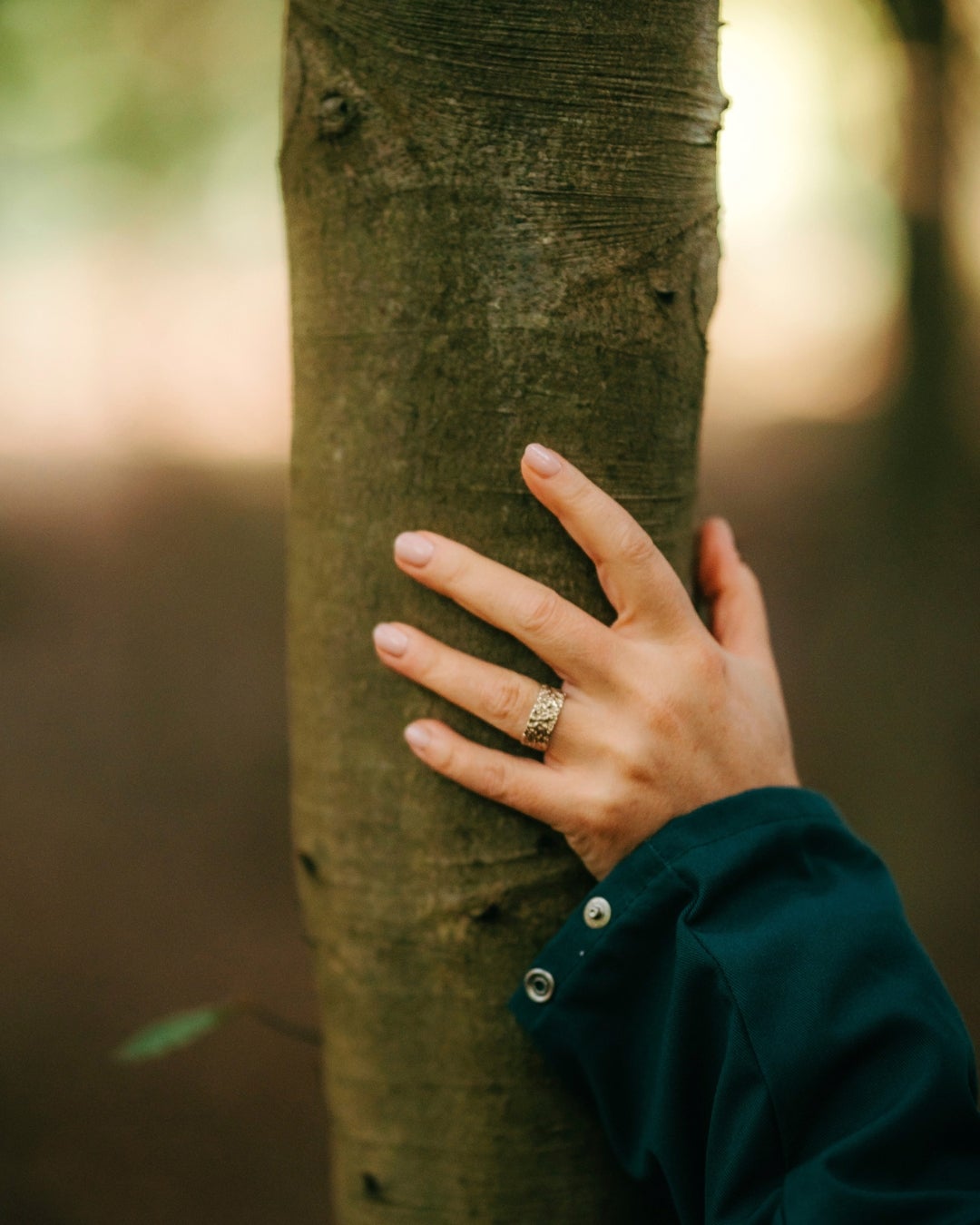 Forest - tree - wood veneer