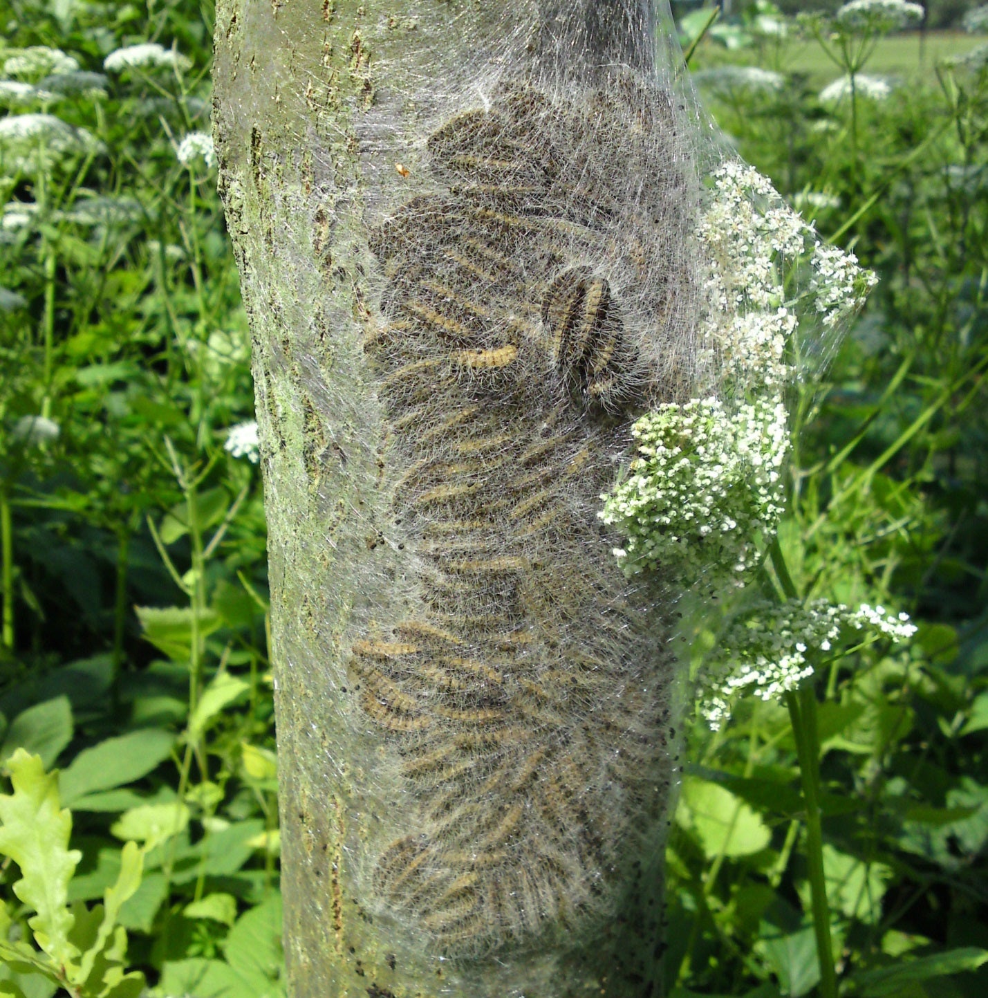 eikenprocessierupsen