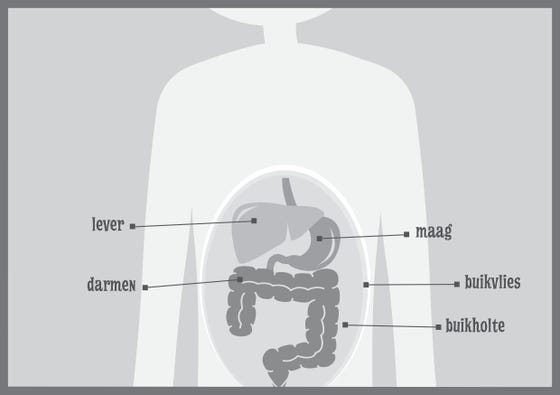 Tekening van organen in de buik