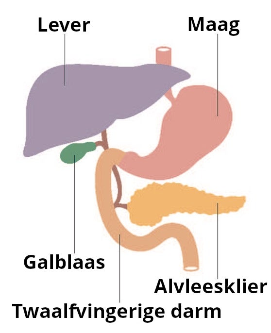 Het maag-darmstelsel voor een alvleesklieroperatie: lever, maag, galblaas, alvleesklier en de twaalfvingerige darm.