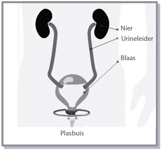 tekening van blaas en nieren in de buik