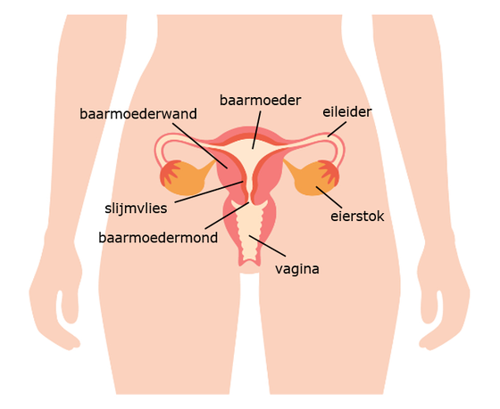 Vrouwelijke geslachtsorganen
