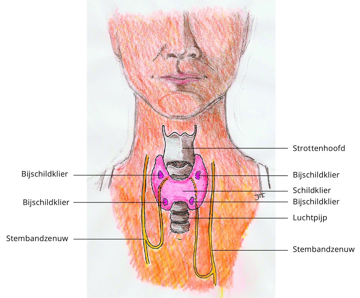 anatomie van de schildklier