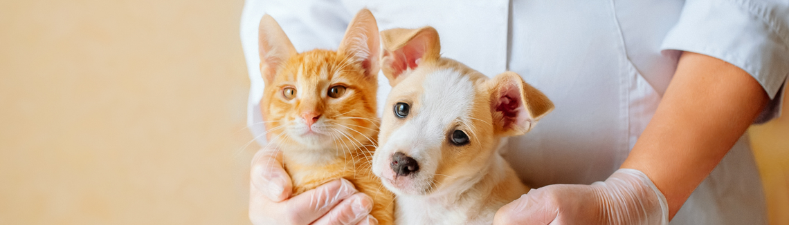 Veterinář drží psa a kočku