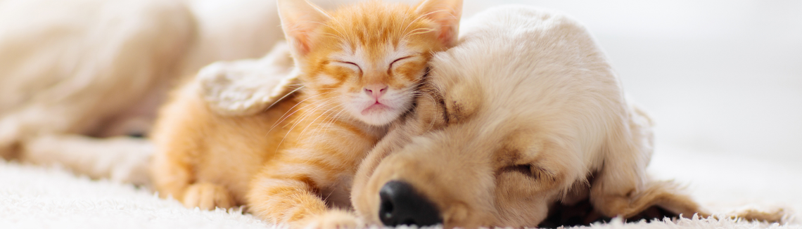 Kočka a pes společně spí 