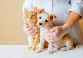 Veterinář drží psa a kočku