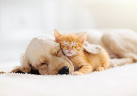 Kočka a pes spí vedle sebe