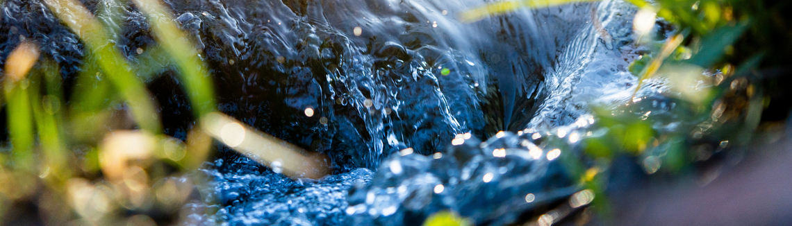 środowisko naturalne, woda źródlana, trawy, las, poziomy kard