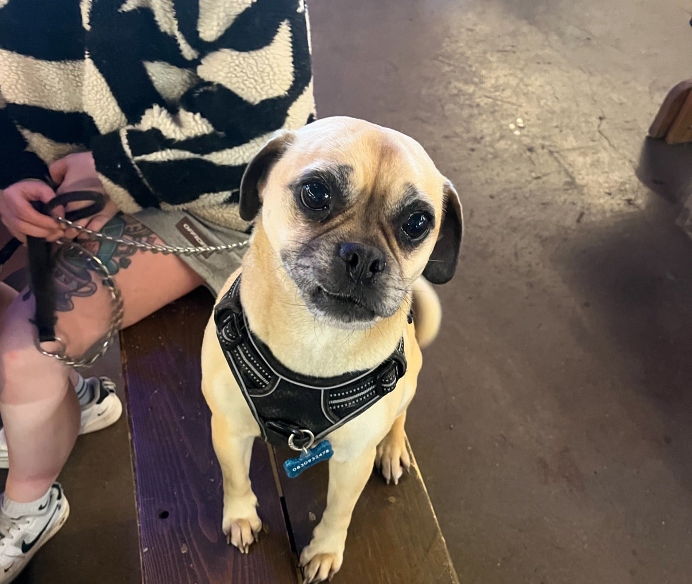 A dog at the Marina Market in Co Cork