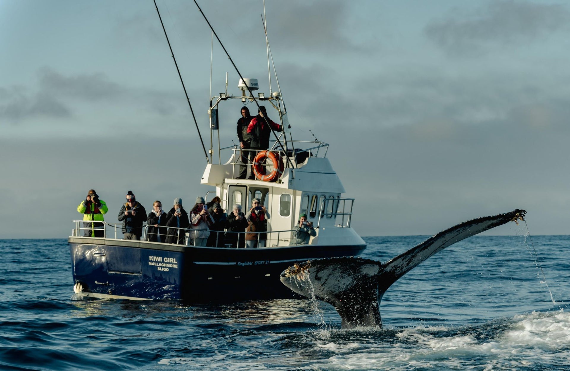 A group of people on a boat at sea view a tail fin breaking water