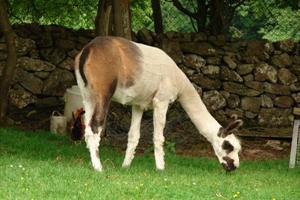 Stonehall Visitor Farm