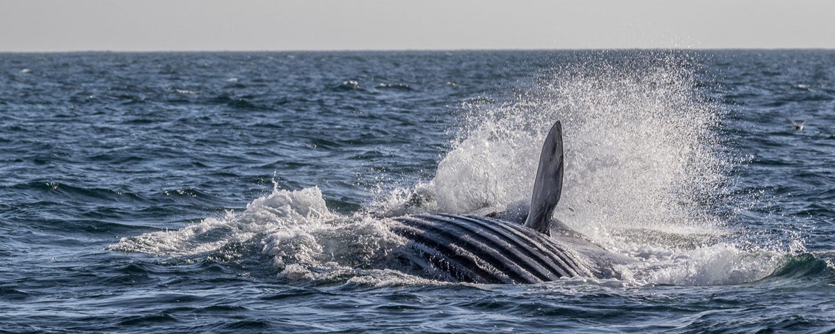 Whale Watch West Cork view of fin whale