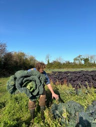 A person in a field holding a very large cabbage plant and reaching for another