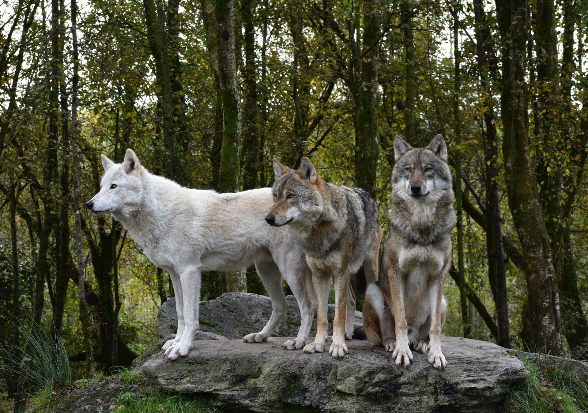 Two grey and one white wolves standing on a large rock at Wild Ireland