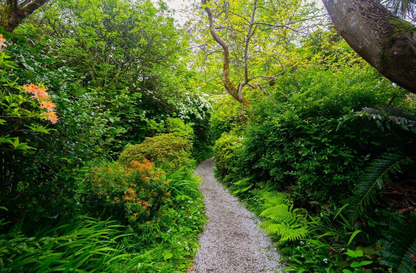 A gravelled trail leading through a colourful woodland