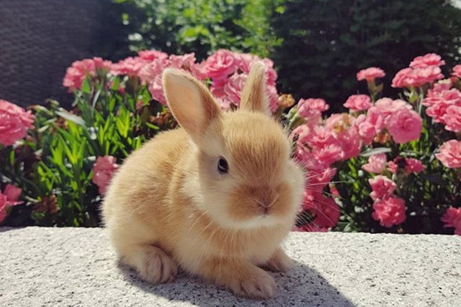 Rabbit at Clonfert Pet Farm with flowers in the background