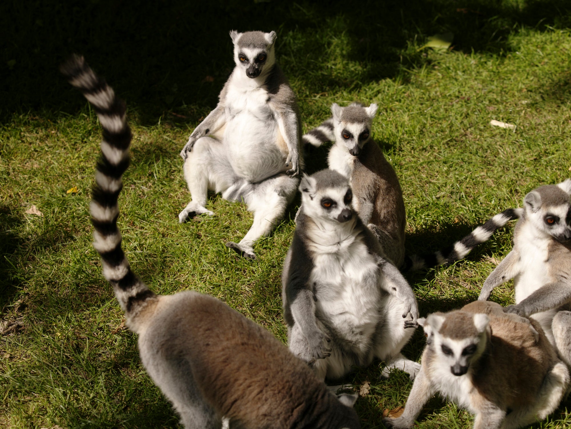 Lemurs at Fota Island Wildlife Park in County Cork