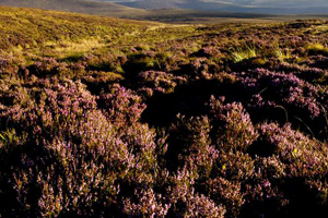 Maulin Mountain Loop