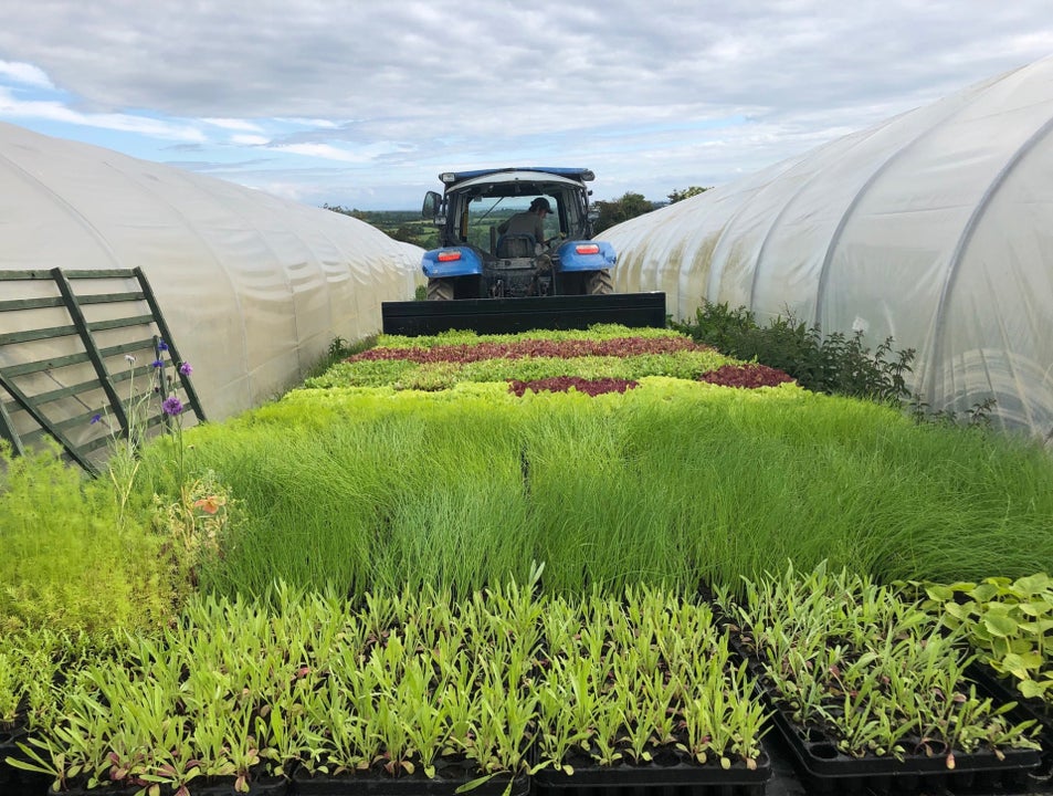A tractor between two polytunnels with young green plants in foreground