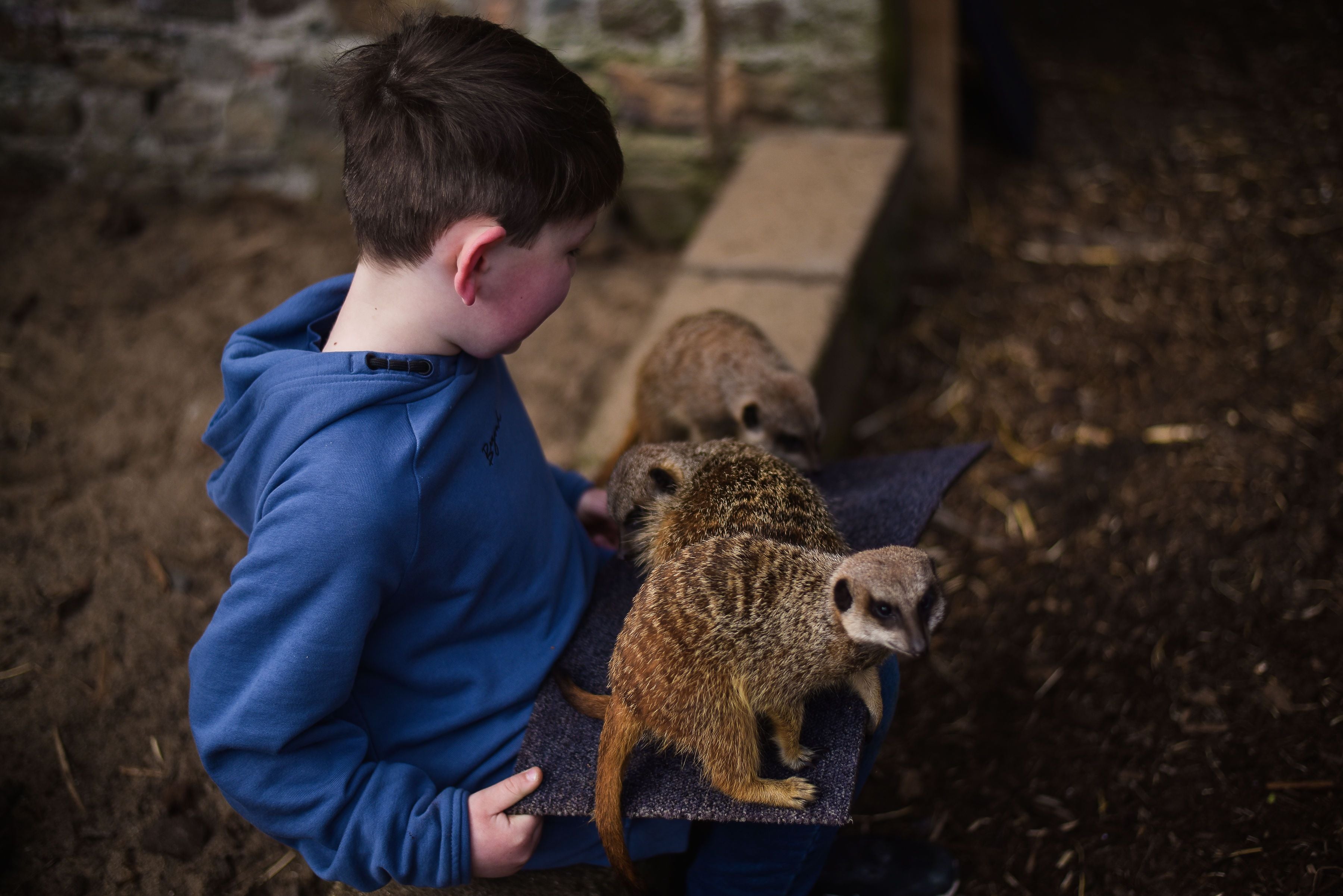 Say hello to the animals at Clonfert Pet Farm.