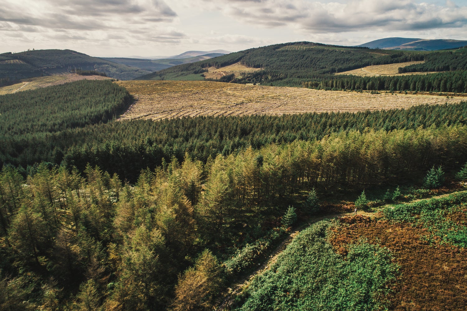 Get lost in the incredible forests in Avoca.