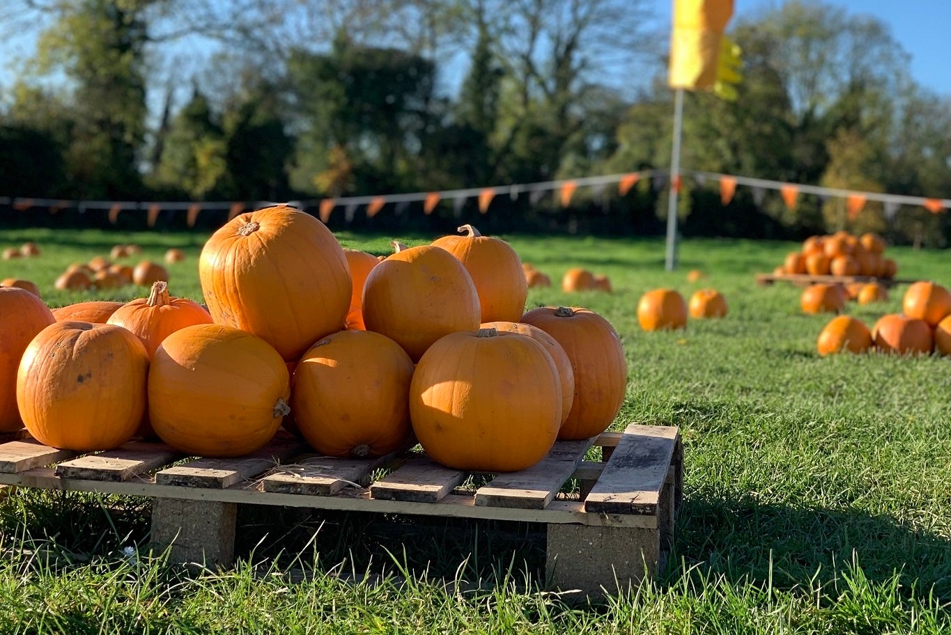 In a field on a sunny day, in the foreground a stack of large pumpkins are on a wooden pallet with clusters of pumpkins in the distance.