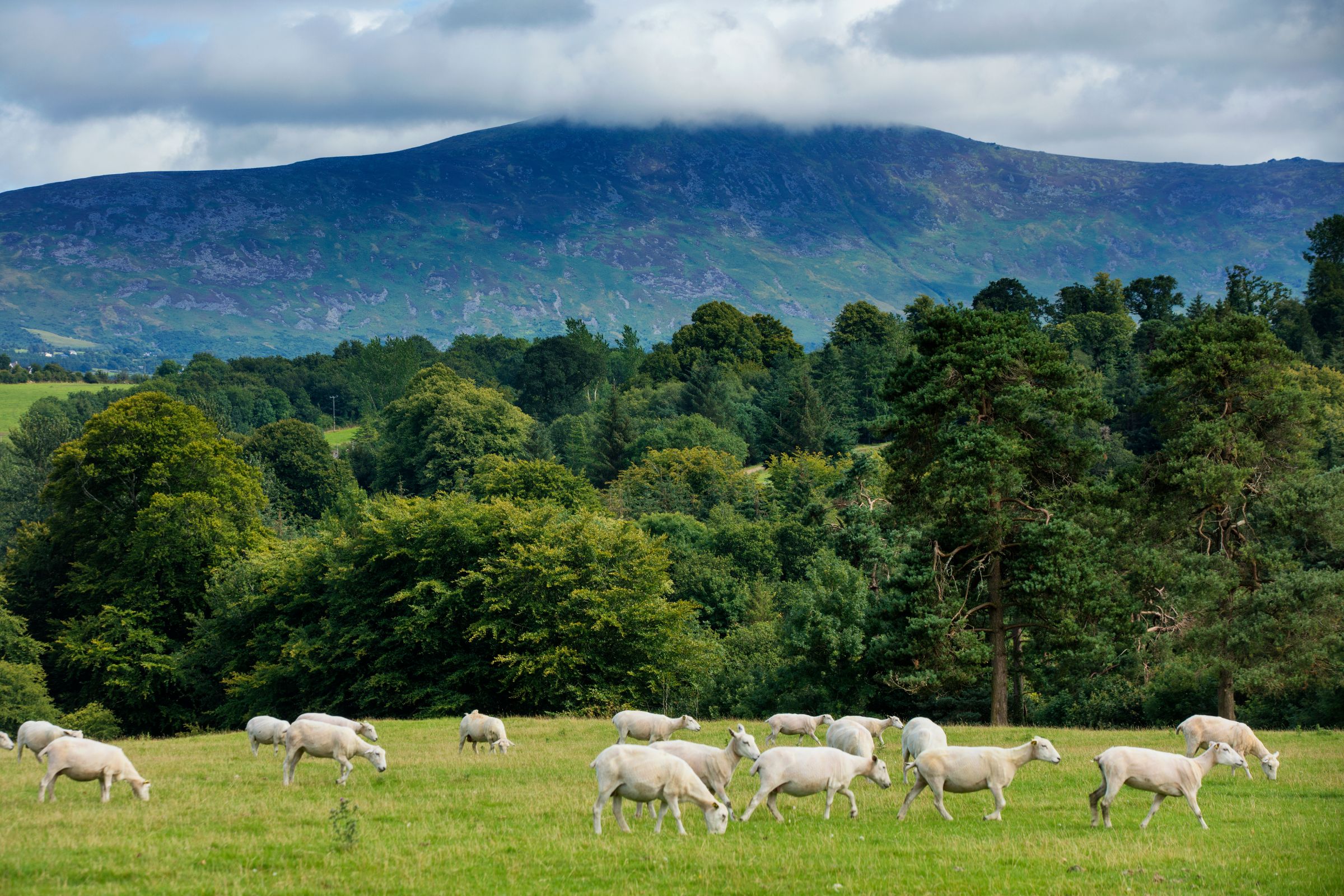 A flock of sheep grazing in front of Blackstairs Mountain, Co Carlow.