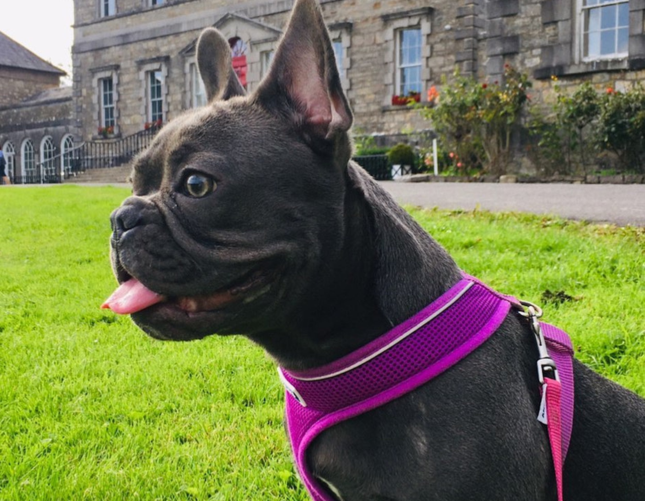 Bring your best friend to the stunning boutique hotel at Bellinter House. 