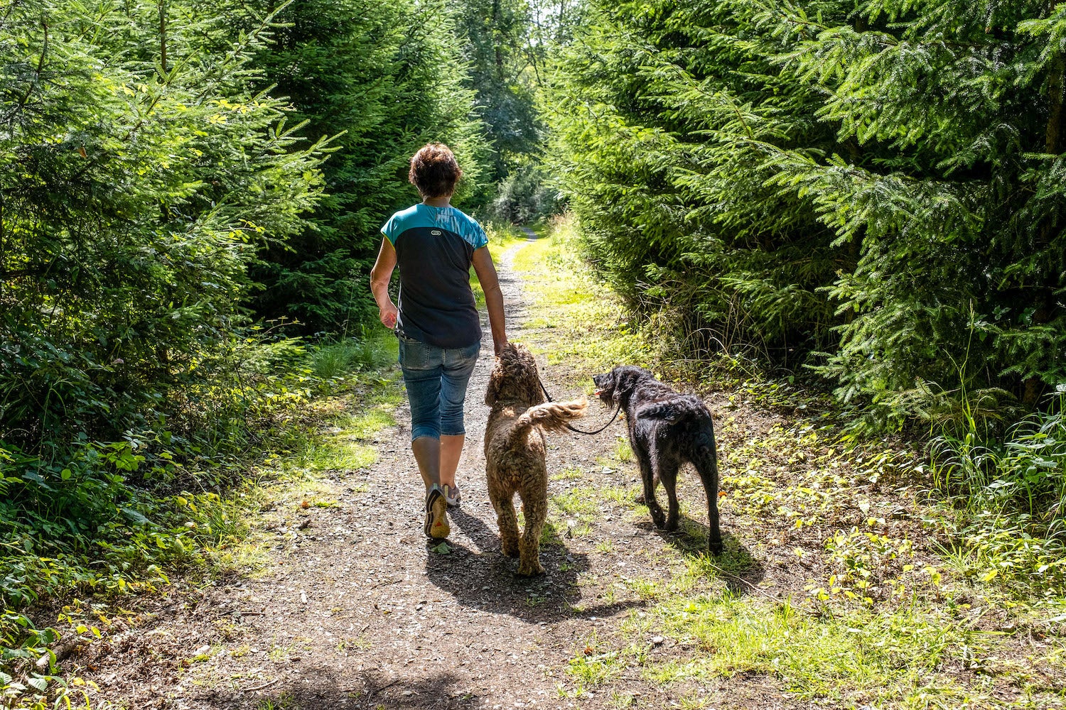 A woman walking dogs in Portumna Forest Park in Co Galway