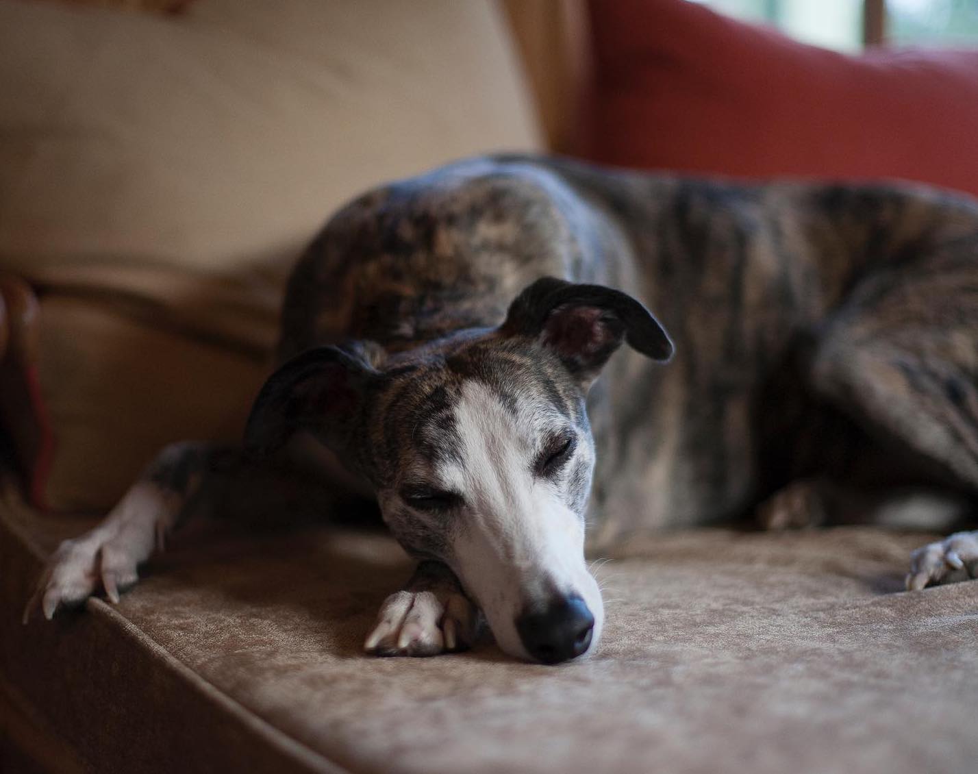 A dog sleeping in The Cliff at Lyons Hotel in Co Kildare