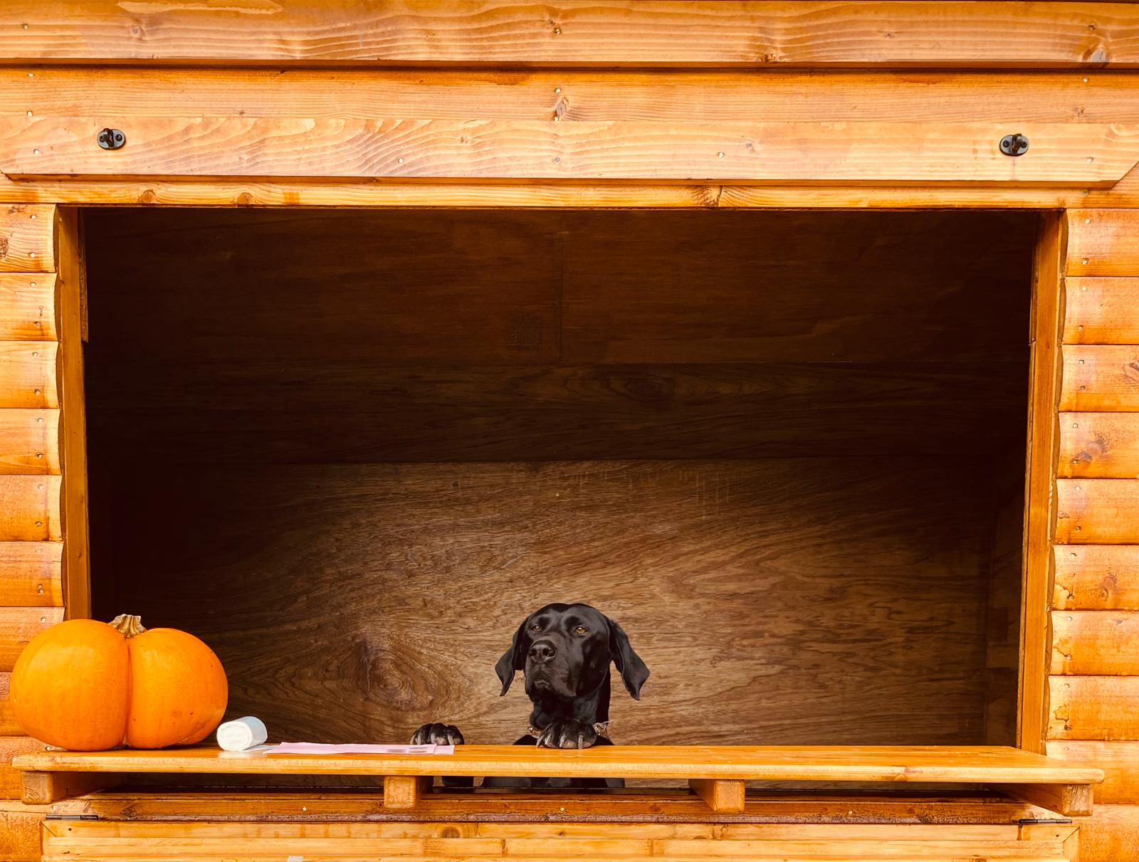 An open hatch in the side of an orange shed with a pumpkin on a shelf and the head of a black dog poking up.