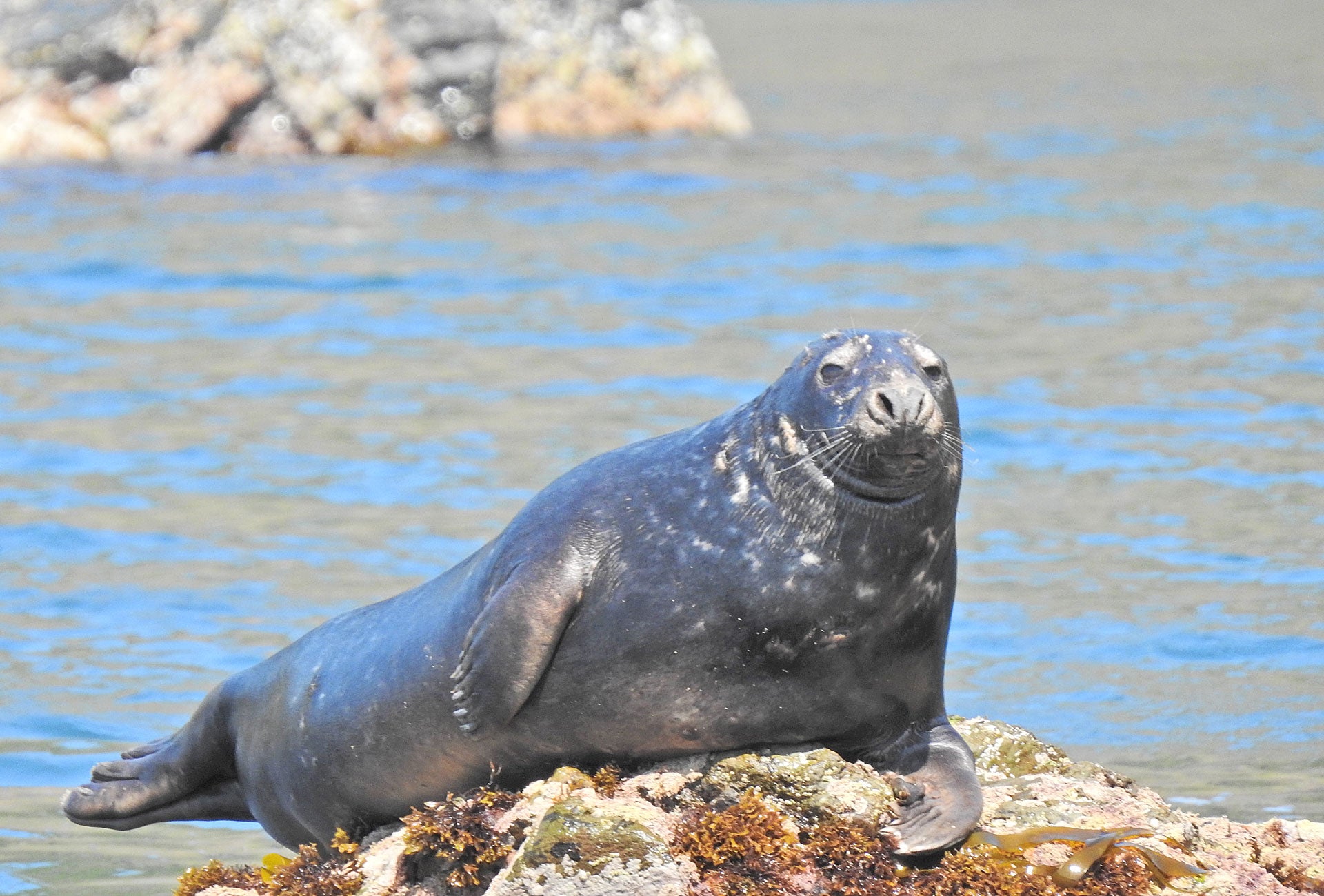 Cork Sea Safari view of sea lion resting on rocks next to the water