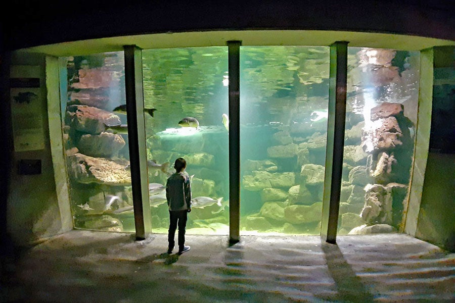 Boy looking at fish inside Galway Atlantaquaria