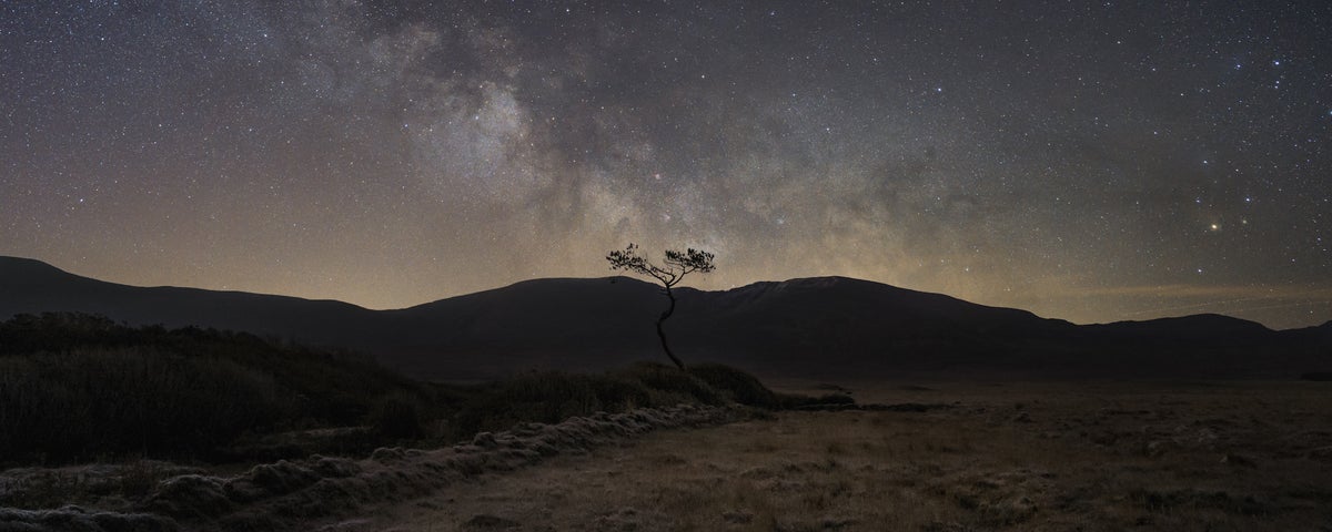 A tree's branches swaying in the dark in the Wild Nephin National Park