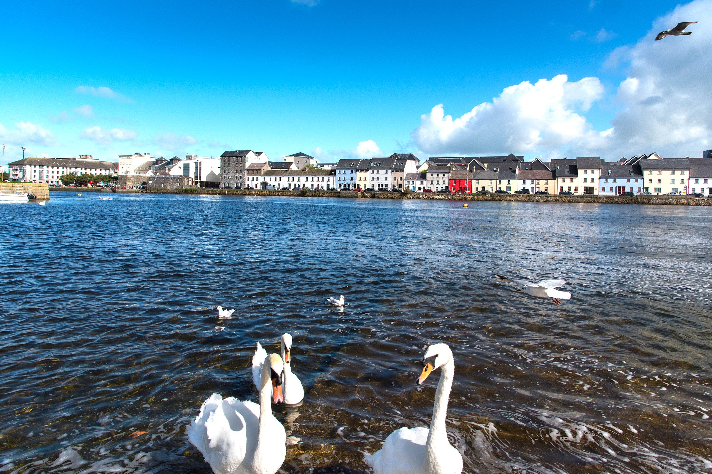 A group of swans in the water in Galway City
