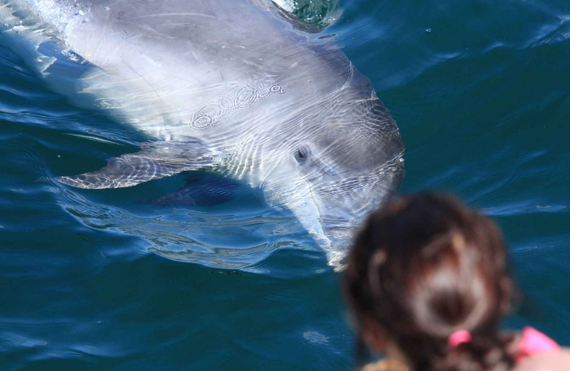 Dolphin swimming by a boat and a lady looking over the side to view the dolphin