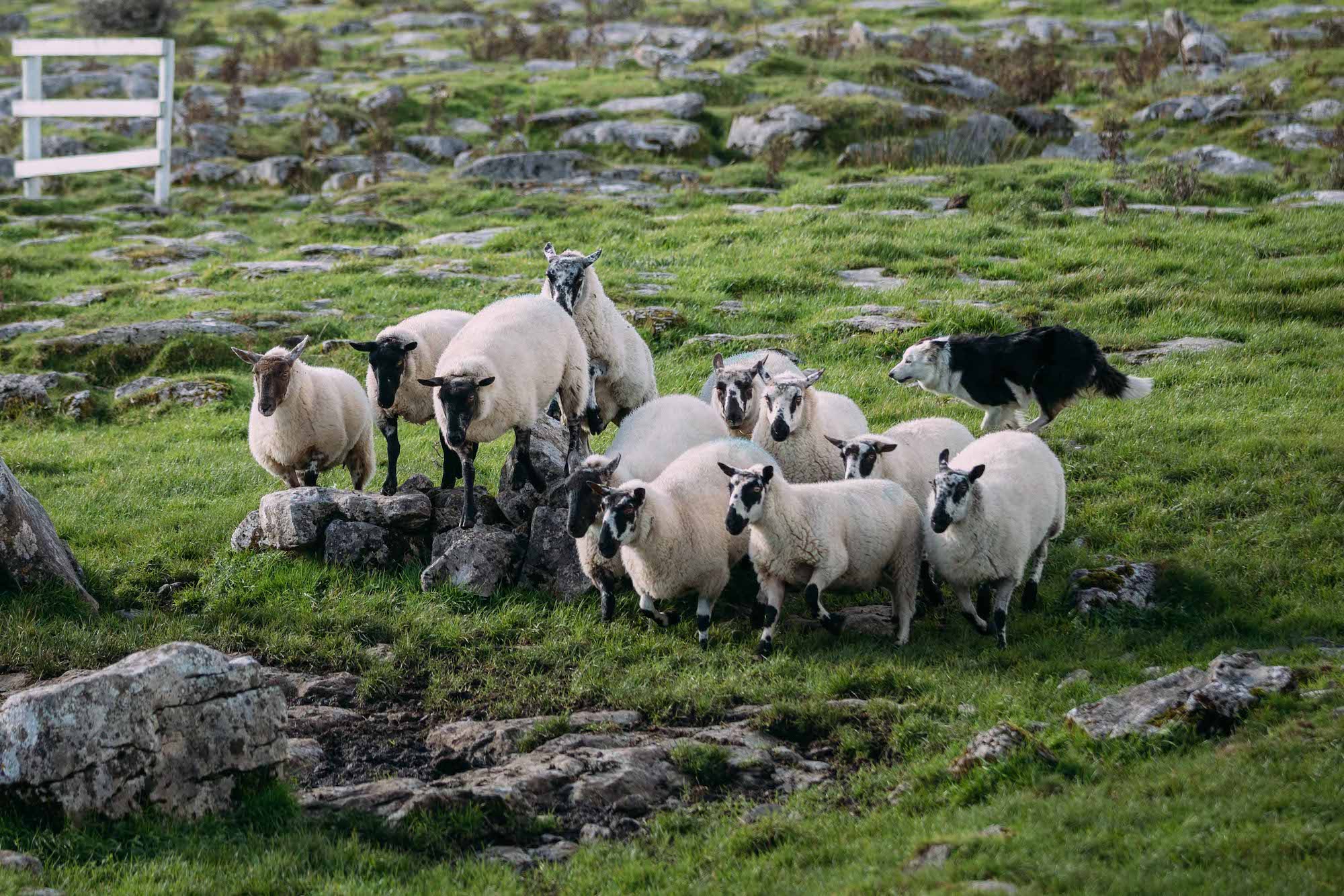 A sheepdog herding sheep
