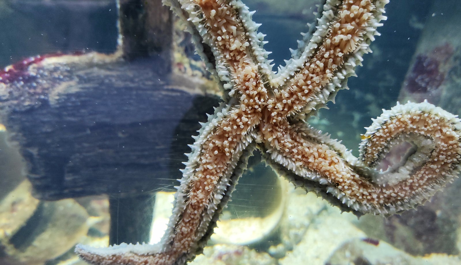 A spiny starfish in a glass tank in an aquarium