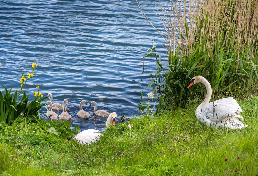 Swans on grass and swimming in a pond