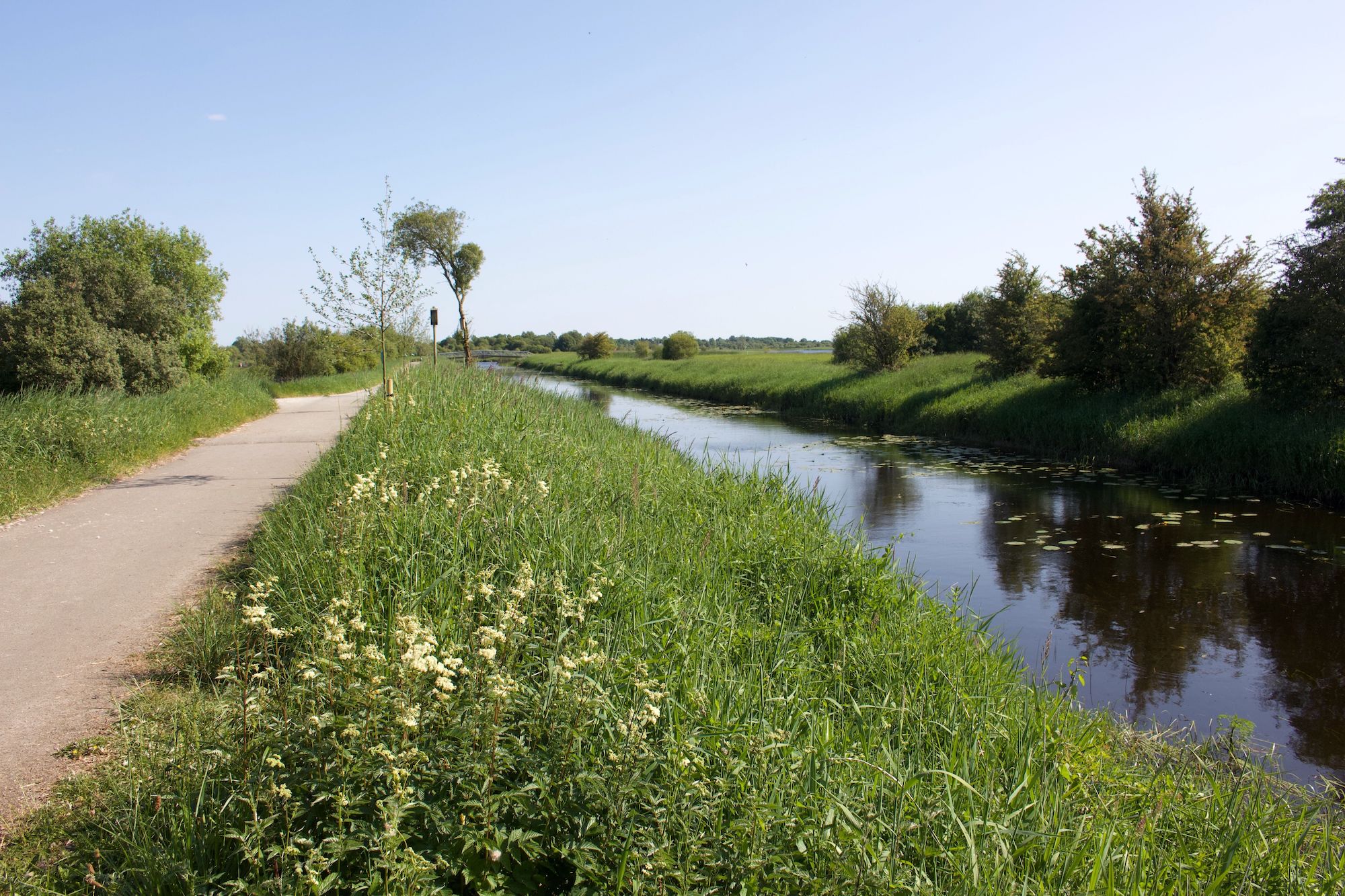 The riverbanks of the Shannon Banks Nature Trail in County Westmeath.