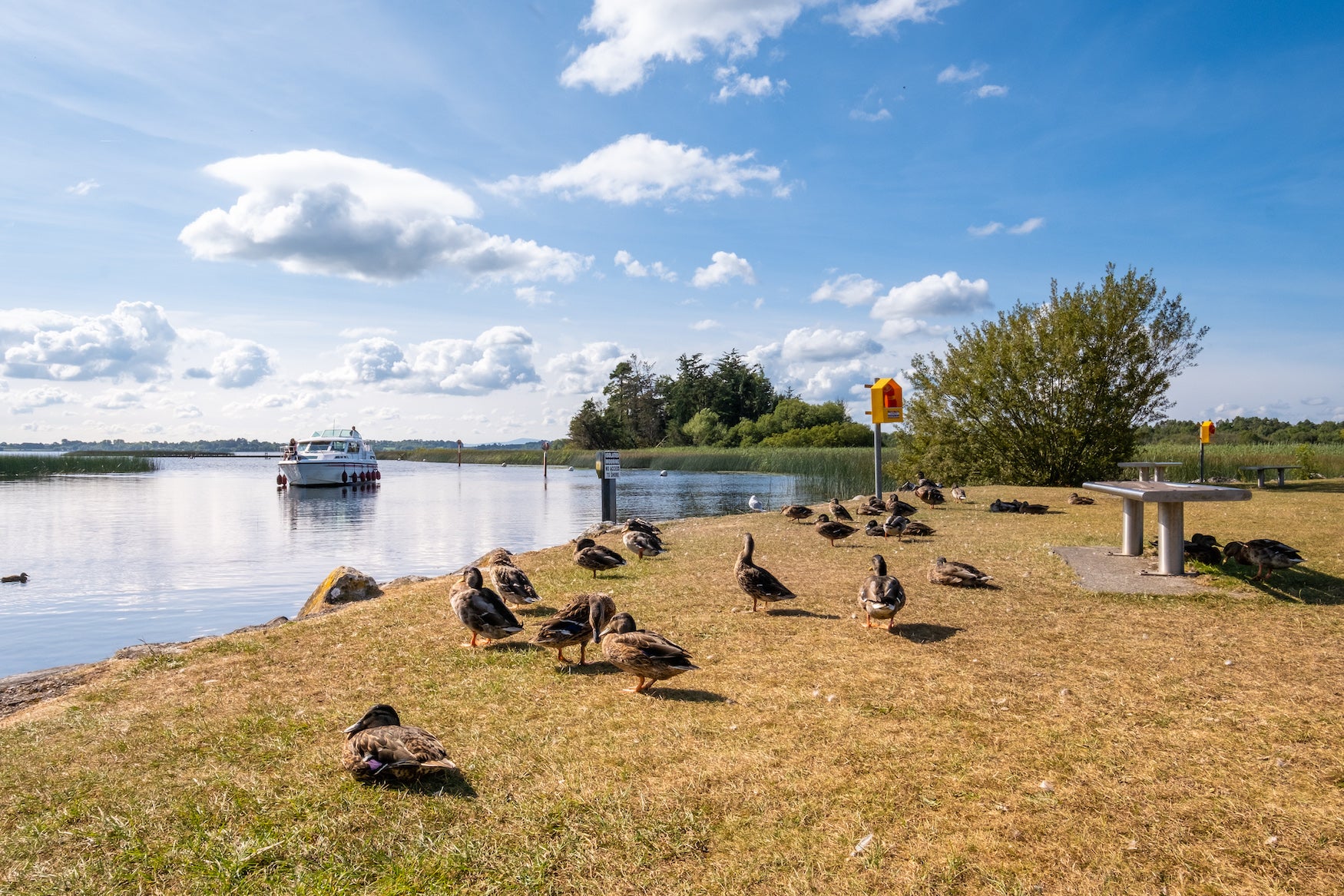 A boat cruising into Portumna in Co Galway