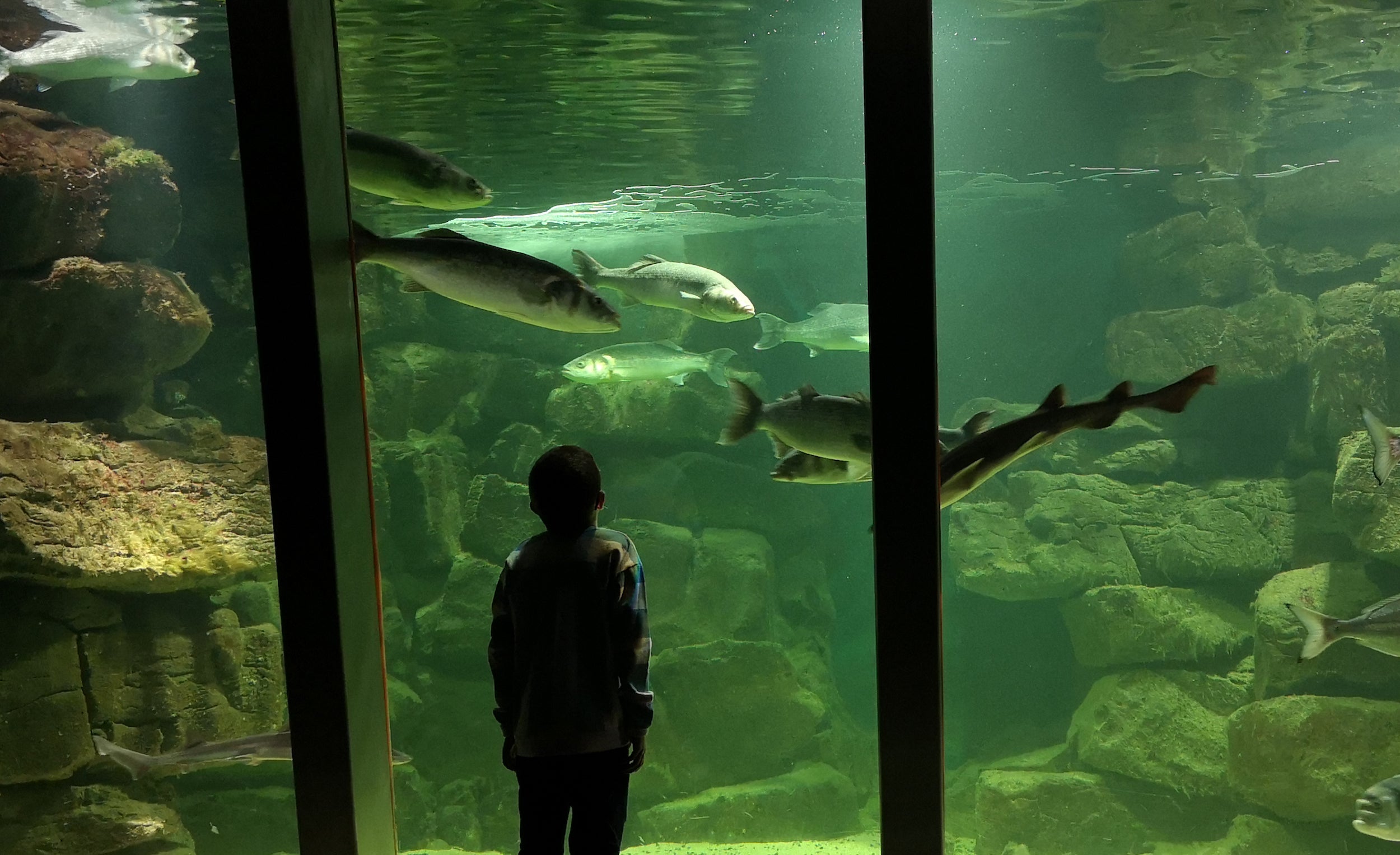 A boy looking at the fish in Galway Atlantaquaria, Co Galway