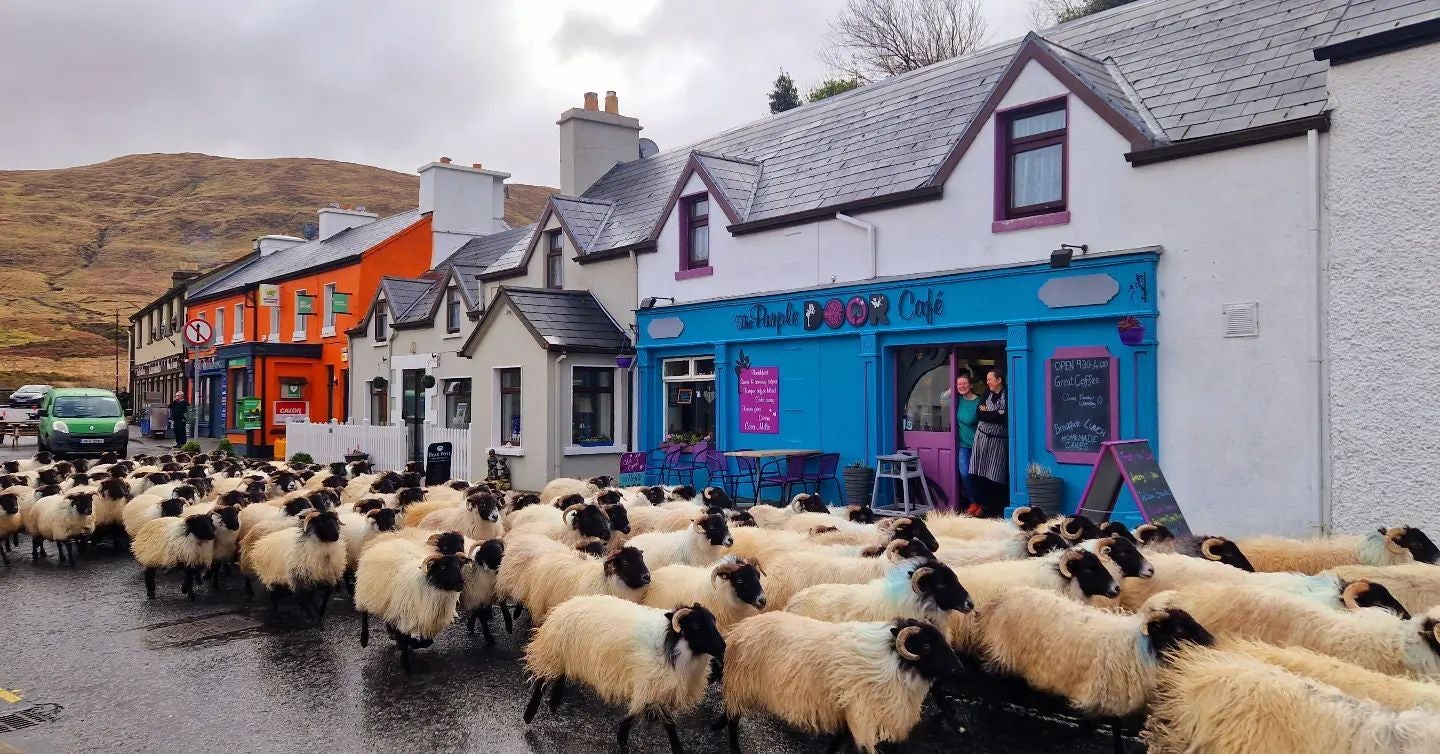 A herd of sheep passing by the Purple Door Café in County Galway.