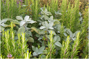 Herbs for sale at the market