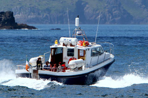 Blasket Islands Eco Marine and Whale Watching  Boat Tours