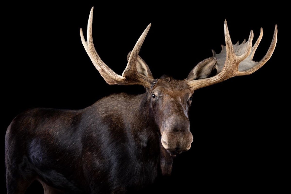 Dead Zoo Lab at Collins Barracks - a large, dark brown moose with wide, huge antlers