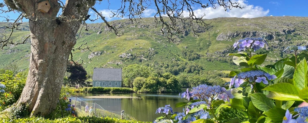 Gougane Barra across a lake with trees and purple flowering plant in foreground